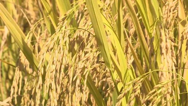 梅林湖晚稻飘香收割忙|水稻|稻谷|种植|粮食产量_网易订阅