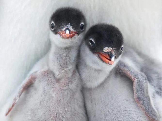 南极象岛的上万只帽带企鹅消失