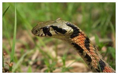 争议性很大的一种蛇类野鸡脖子蛇到底是有毒蛇还是无毒蛇