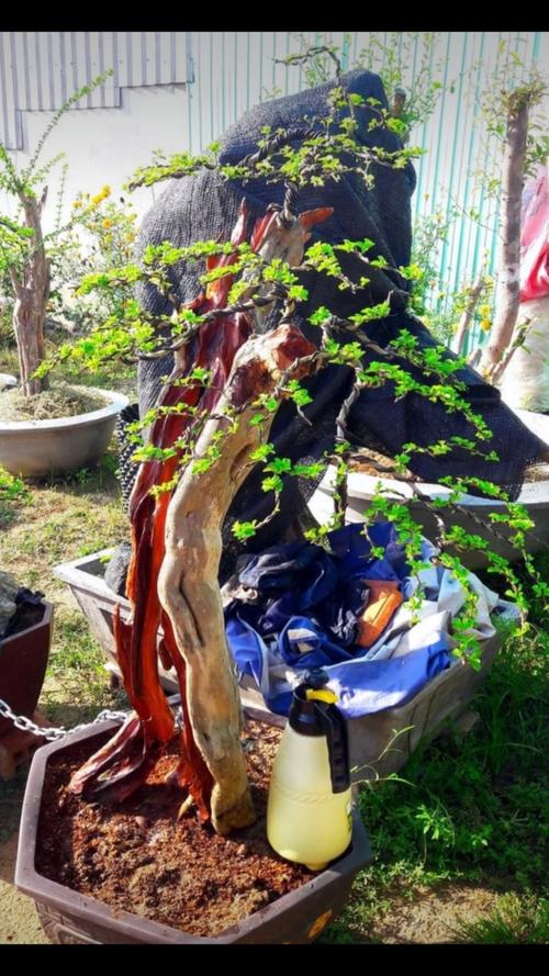 老挝大红酸枝风景树:老挝大红酸枝材质.高1.1米,树头:85×82厘米.