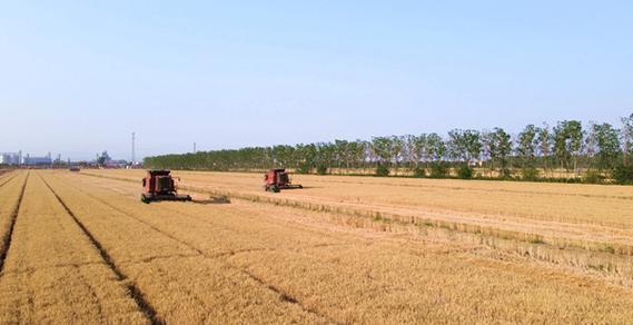 东辛12万亩小麦收割圆满结束江苏省东辛农场有限公司