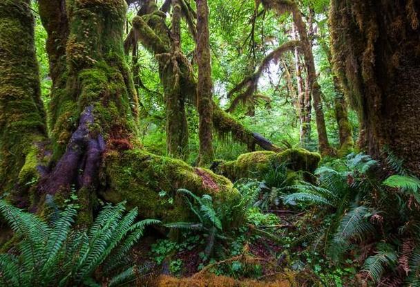 世界上最大的雨林:亚马逊雨林|植物|雨林中|热带雨林|生物多样性|珍稀