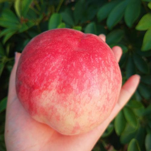 这个桃子是脆脆的,放置几天会变软,而且会更甜,软了以后口感不会面