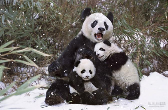 四川卧龙大熊猫冬季生活照片
