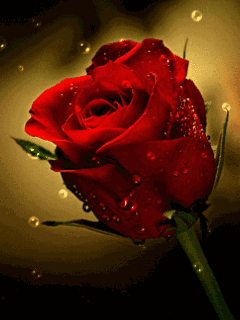 拈一朵玫瑰,撷一片落叶,让爱恋舞动,让情意蔓延.