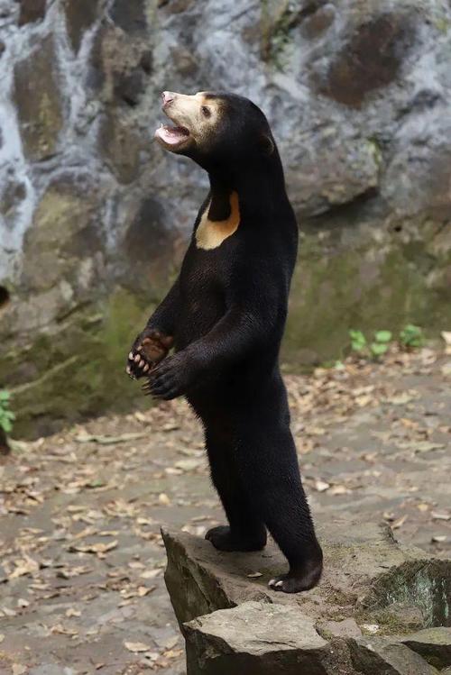 这几天,杭州动物园的一只熊在网上被炒得沸沸扬扬.