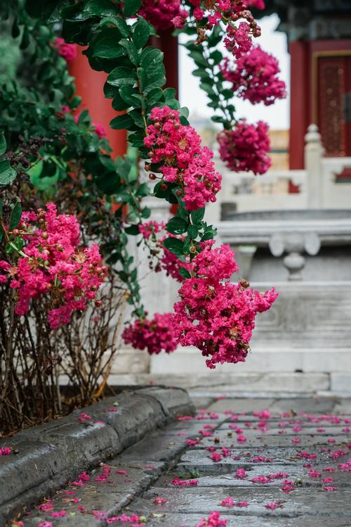 春天北京4处踏青赏花景点,藏着紫禁城最美的古韵,你去过几处?