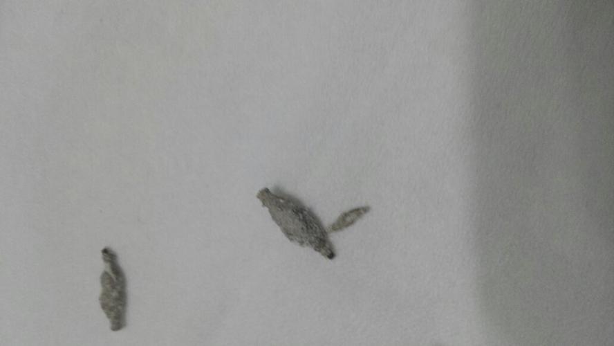 在卧室发现这种虫子,扁平,灰白,有谁知道是什么虫子