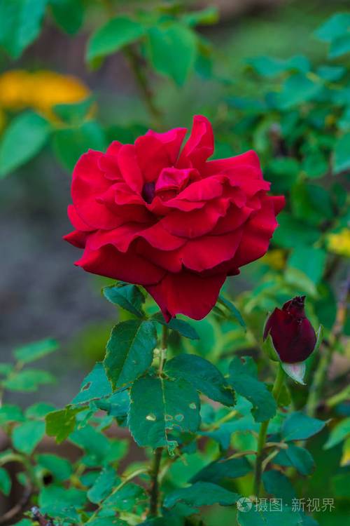 夏天的花园中的红玫瑰花