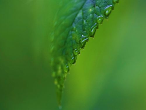 雨滴上绿叶一滴水-清新大自然绿色植物壁纸
