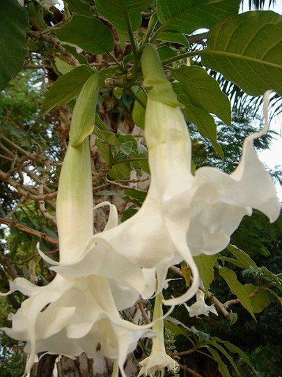 曼陀罗花有点像百合花,白色的.垂吊着的.有毒