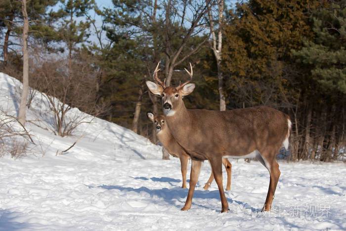 加拿大冬天的一天白尾鹿雄鹿站在森林里