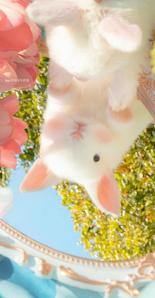 可爱的小兔兔