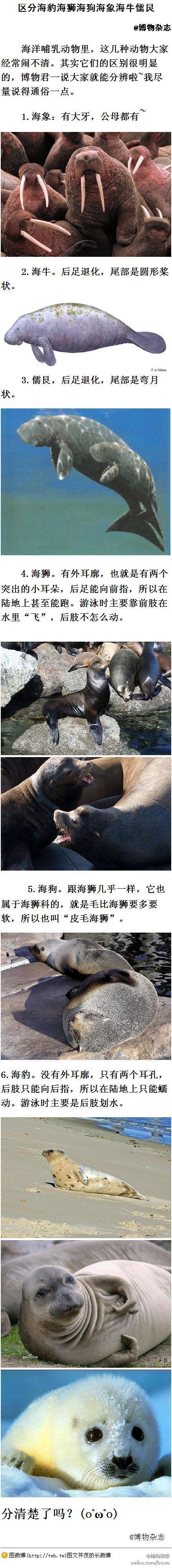 区分海豹海狮海狗海象海牛儒艮海洋哺乳动物里这几种动物大家经常闹不