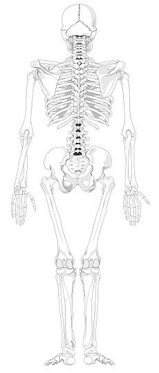 15个关于"人体脊椎图"的素材