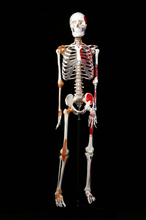 人体骨骼模型标准医学170cm180人体全身骨骼模型骷髅骨架标本脊柱雅德