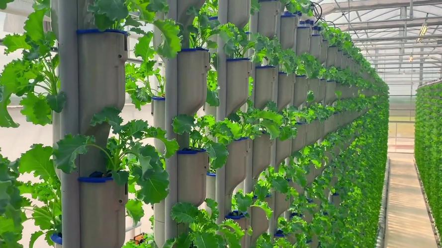 温室大棚立体种植模式,菜居然种在空中#温室大棚 #立体种植 #现代农业