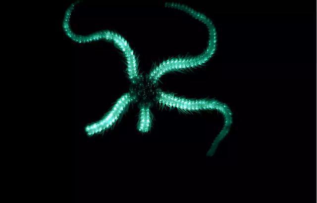这是发光的海蛇尾,它们用微弱的荧光警告那些捕食者,不要把它们当作