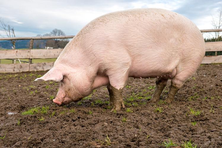 猪,农场,侧面视角,大_高清图片_全景视觉