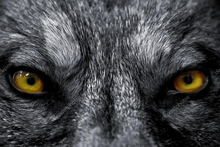 名称:狼的眼睛