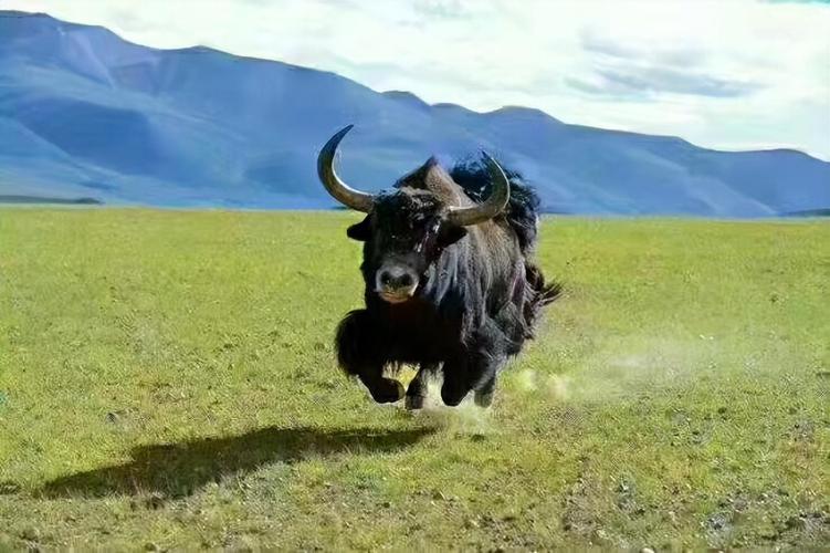 回顾:西藏野牦牛"下山抢亲",藏民却根本不生气,反而欢迎它到来?