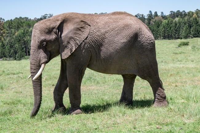 草地上的大象高清图