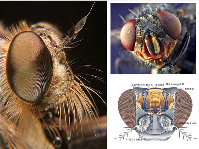 苍蝇头部结构.jpg