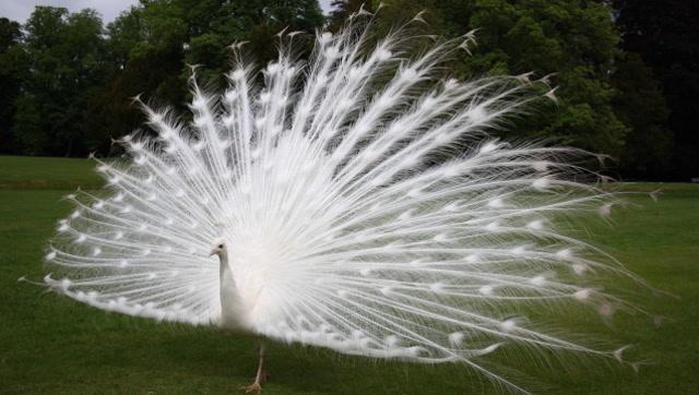 世界上最罕见的白色动物,白孔雀开屏的那一刻,简直美到窒息