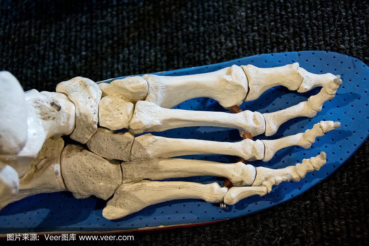 在运动鞋垫上的人体足骨的特写
