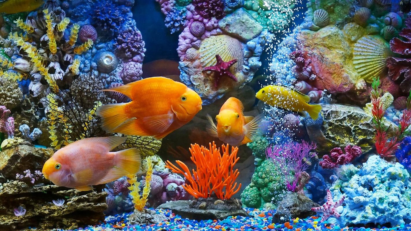 海底世界生活着无数的鱼类,五颜六色,非常漂亮.