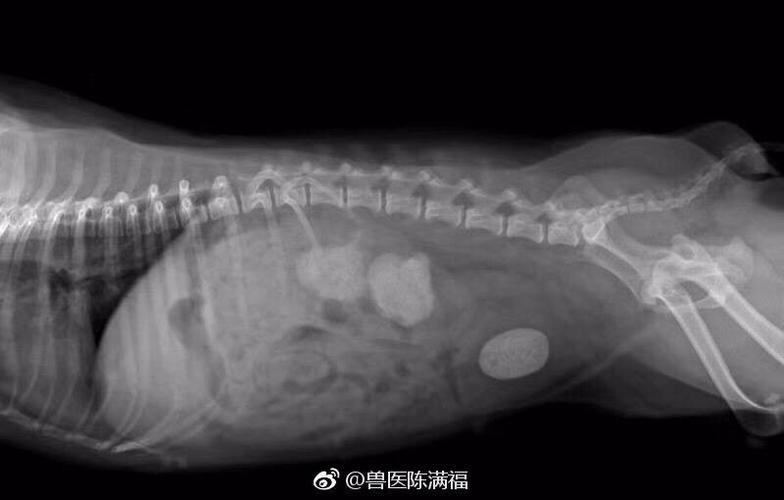 【我家的狗狗有膀胱结石,我还想做绝育手术,可以一起手术吗?】