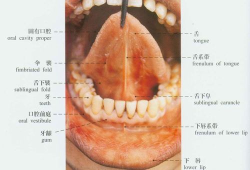 正常口腔解剖示意图-人体解剖图