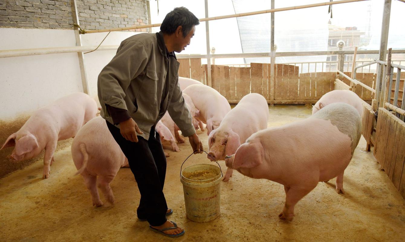 浙江仙居:纪检护航 生态养猪 农民致富