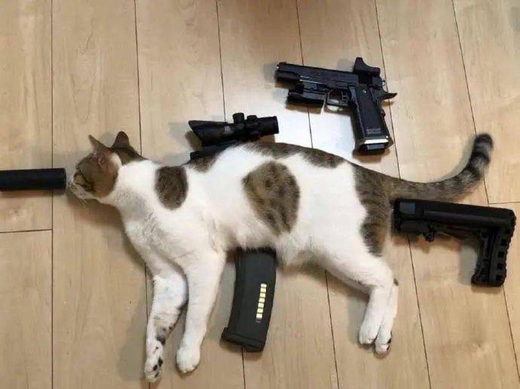 有多少铲屎官喜欢把猫变成一把枪,杀伤性很奶啊哈哈哈哈哈[三哈]