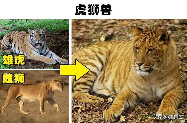 虎狮兽则是和狮虎兽相对应的另一种猫科动物.