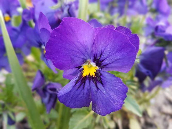 盛开的紫罗兰图片唯美植物花的特写紫罗兰