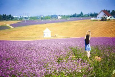 薰衣草基地拍摄艺术照的女孩风车是香薰山谷的标志物杨家镇薰衣草基地
