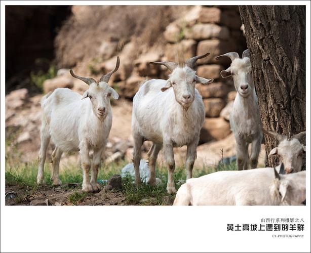 山西行-黄土高坡上的羊