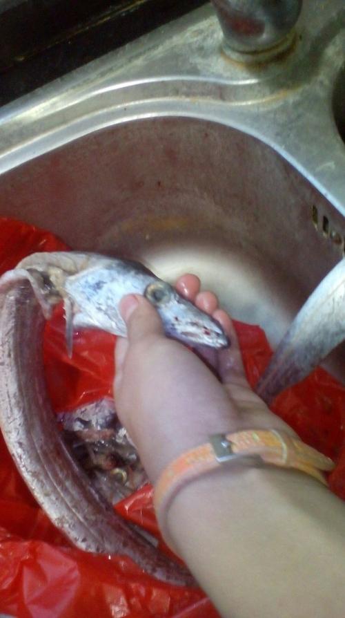 我把带鱼的内脏全部装在一个红塑料袋里,扔到了楼下的垃圾箱里.