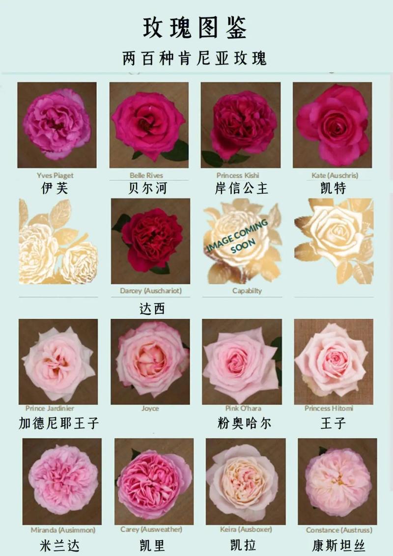 您们知道玫瑰有多少个品种吗
