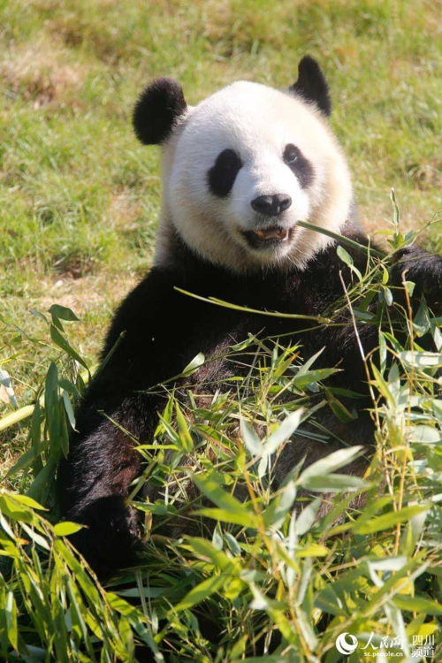 每日一滚全球大熊猫科研合作机构助力熊猫中心抗击疫情