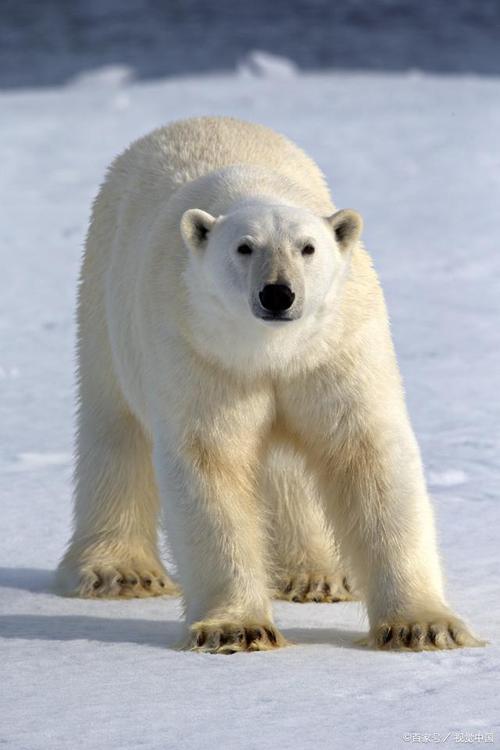 4米,体重可达700公斤.北极熊是冬眠动物,在冬季会在海冰上睡眠.