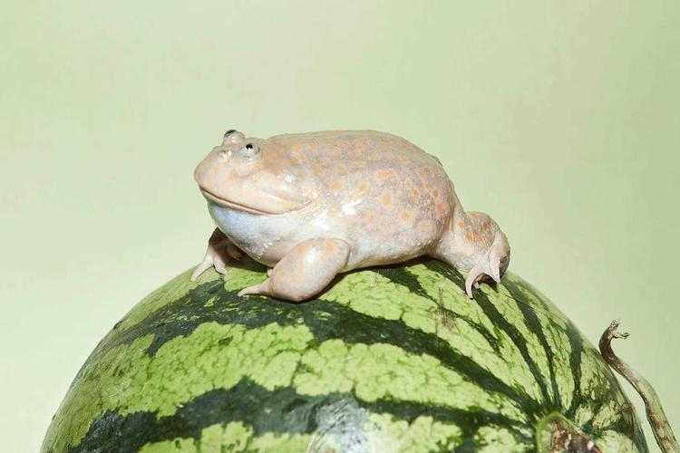 这个是什么品种的蛙