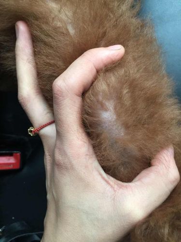 四个月大红泰迪,最近掉毛很厉害都快秃了,特别是耳朵和颈部,没有皮屑