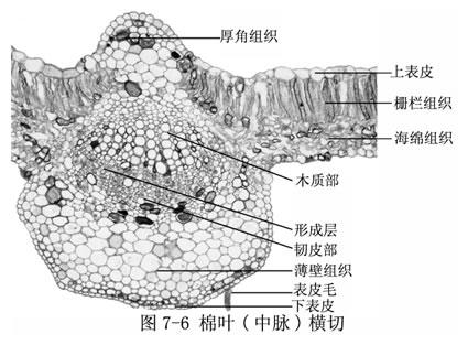 根据细胞形态的不同,叶肉可分为栅栏组织,海绵组织(图7-6).