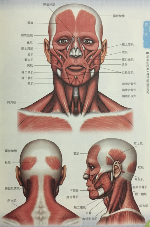 人体结构三人体肌肉