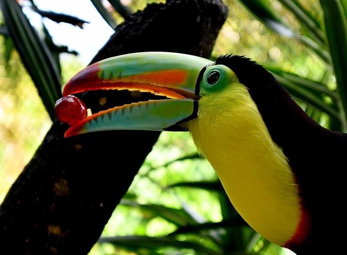 大嘴鸟一摄于哥斯达黎加