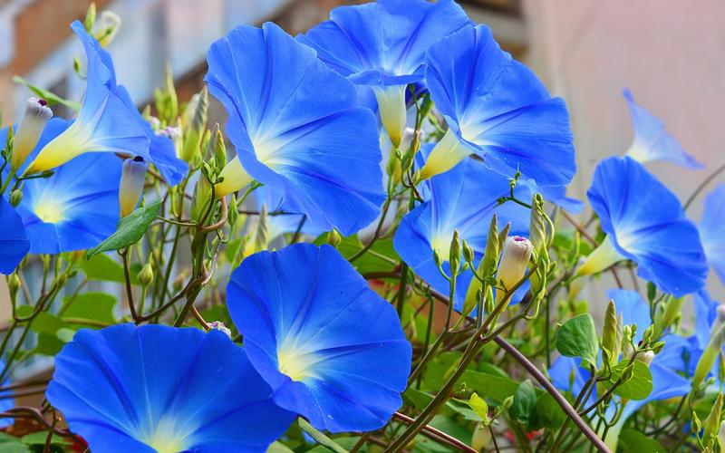 壁纸 蓝色的花朵,牵牛花