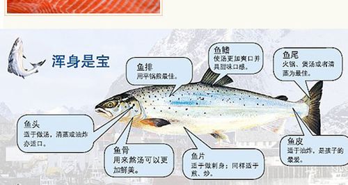 现杀新鲜三文鱼 寿司刺身500g 冰鲜批发 皮和肉连接部位的肉是褐色的