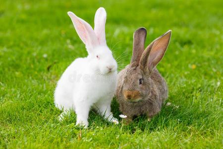 绿草中的两只兔子照片